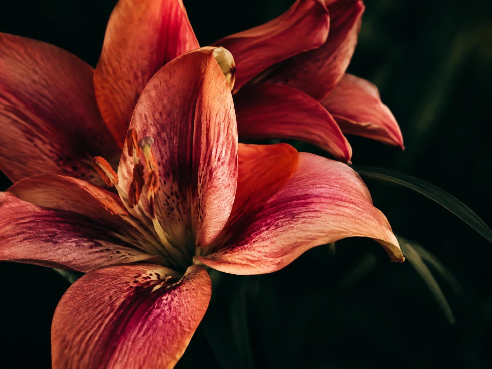 Vivid coral lily petals